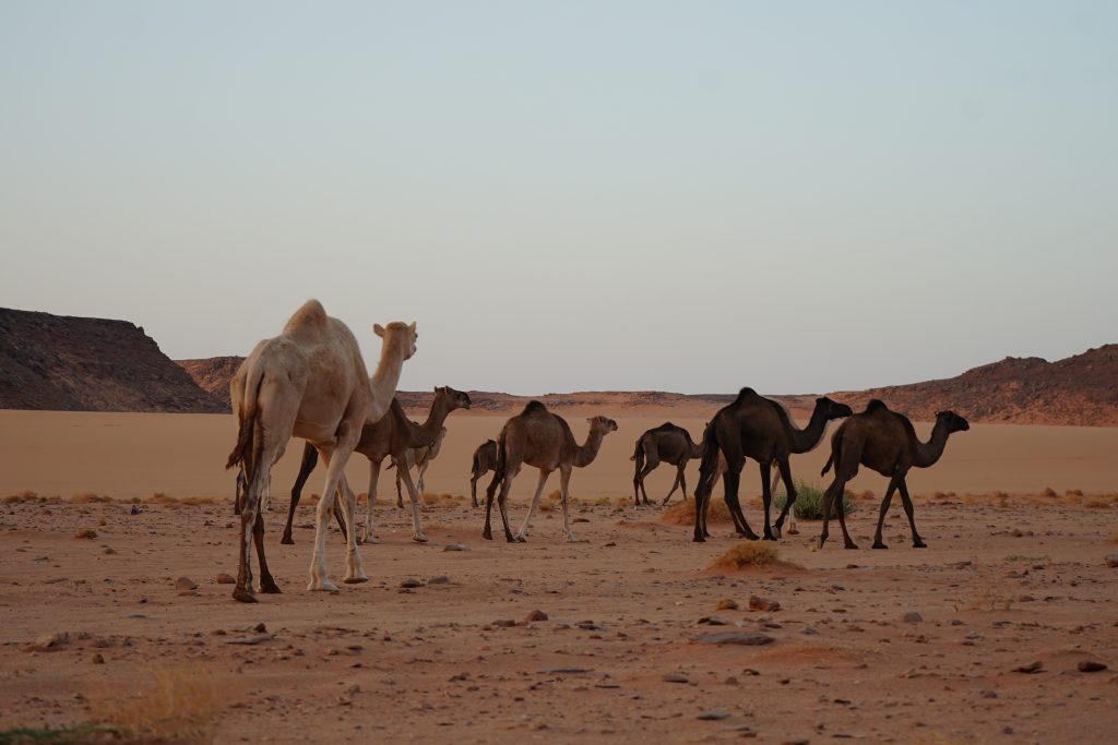 Experience Camel Trekking in Libya